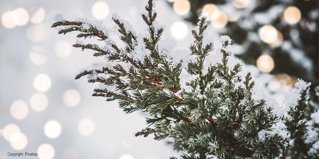 SPFE_News_12.2024_Pixabay_Petra_NEU